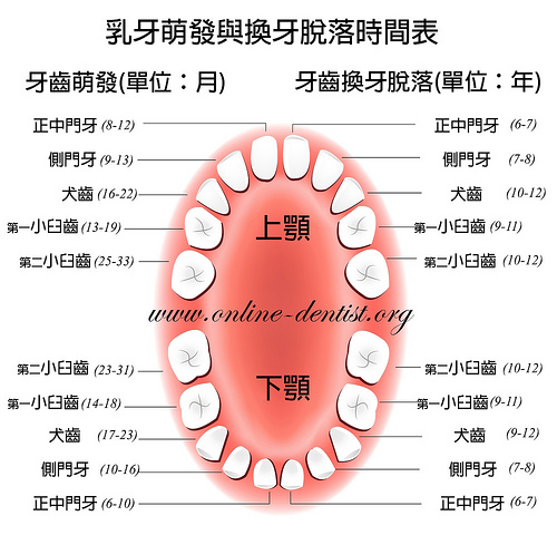 兒童乳牙與換牙時間表