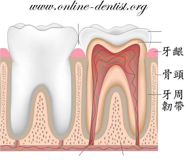 牙齒與牙周構造